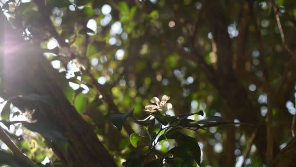 Flor Tropical Jazmín Naranja Perfumada Noche Con Luz Del Sol — Vídeo de stock