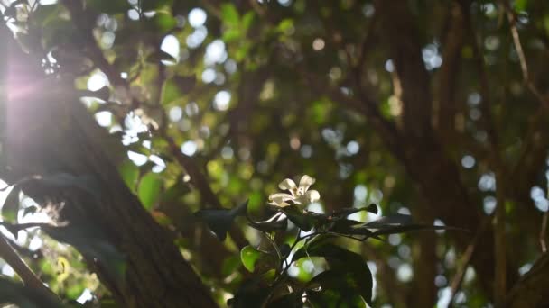 Fiore Tropicale Gelsomino Arancione Profumato Notte Con Luce Solare Pomeridiana — Video Stock