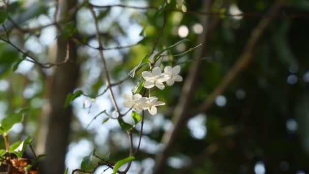 Ciruela Del Agua Salvaje Flor Blanca Que Cuelga Rama Que — Vídeos de Stock