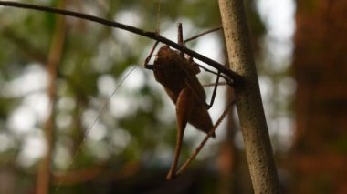 Bahçedeki ağaçta asılı kahverengi çekirge