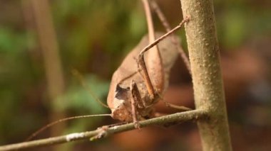 Bahçedeki ağaçta asılı kahverengi çekirge
