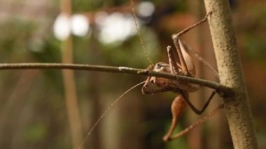 Bahçedeki ağaçta asılı kahverengi çekirge