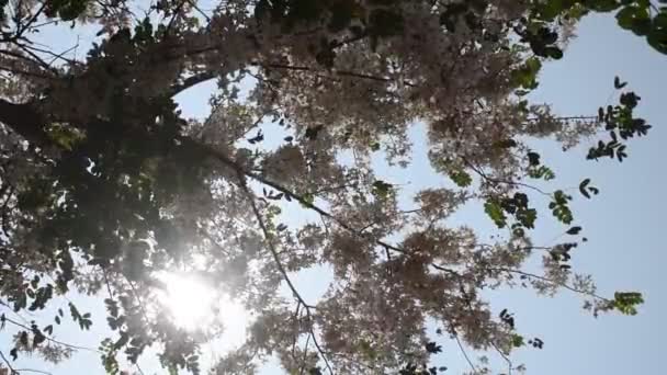 Flor Rosada Ducha Árbol Que Desea Que Florezca Planta Tropical — Vídeo de stock