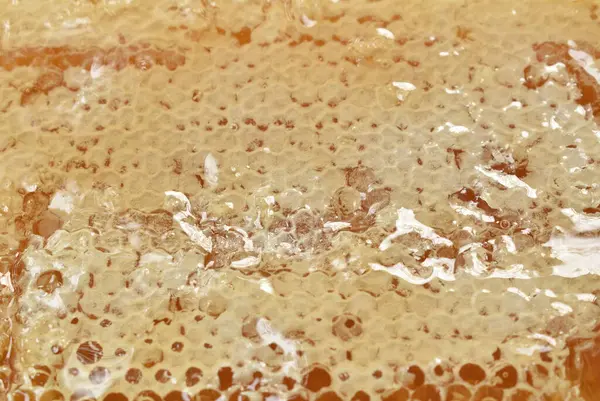 Honingraat Zoet Biologisch Voedsel Witte Achtergrond — Stockfoto