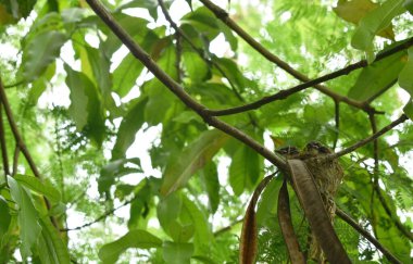  Yavru beyaz boğaz kuyruklu kuş anne ve babayı bekliyor. Yuvada mango ağacının altında besleniyor.
