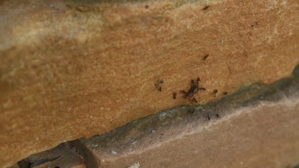 Hormigas Negras Llevando Insecto Muerte Para Anidar Para Comida Casa — Vídeo de stock