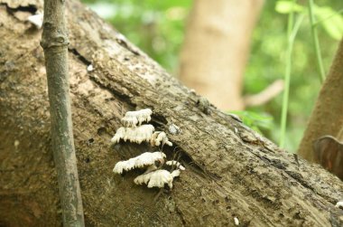  Mantar sürüsü ormanda yerde çürüyen kütüklerden büyüyor.