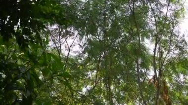 high acacia tree flowing from wind blow in garden