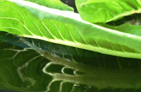 Reflektion Färska Gröna Cos Sallad Grönsakssallad Med Droppe Vatten Ordna — Stockfoto