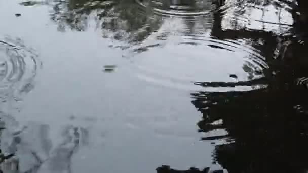雨滴及在公园的水泥地上造成水浸 — 图库视频影像