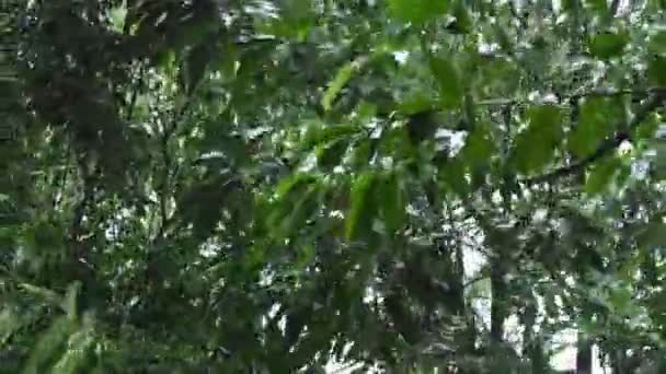 Sert Rüzgar Esiyor Yağmur Bahçede Yaprağın Üzerine Düşüyor — Stok video