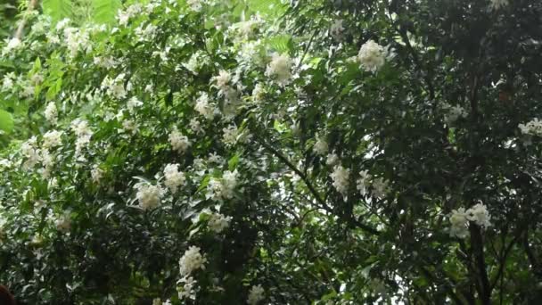 Laranja Jasmim Flor Tropical Perfumada Noite Florescendo Com Chuva Caindo — Vídeo de Stock