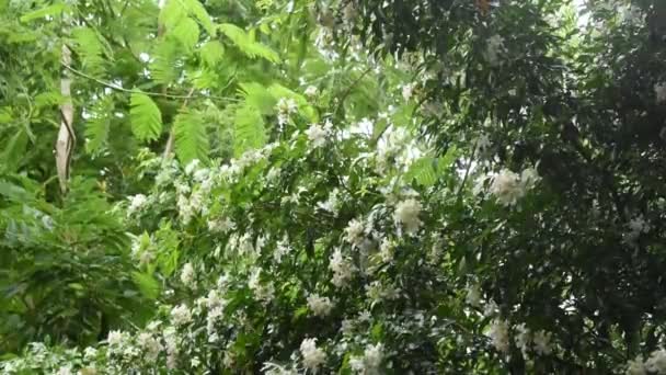 Laranja Jasmim Flor Tropical Perfumada Noite Florescendo Com Chuva Caindo — Vídeo de Stock