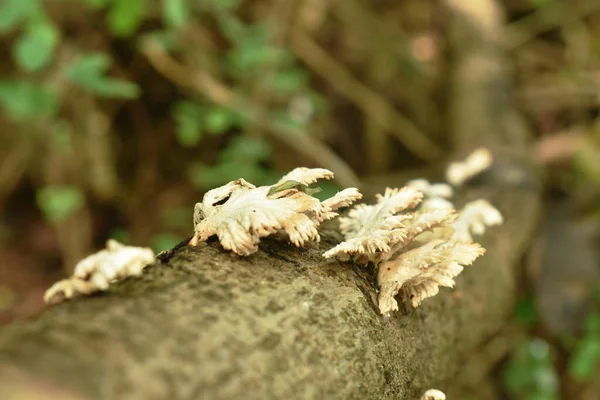 Fungo Grappolo Funghi Che Cresce Dal Tronco Decadimento Terra Nella — Foto Stock