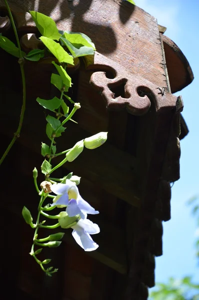 Orchidee auf Dreiecksdach — Stockfoto