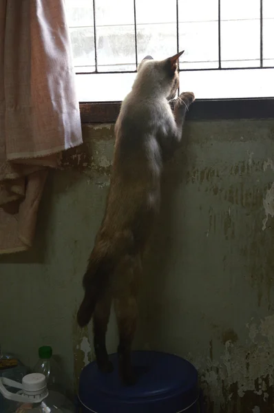 Cat mengintip keluar — Stok Foto