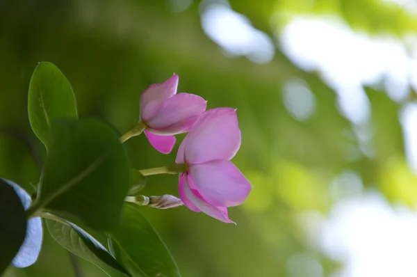 Flower on the sunlight — Stock Photo, Image