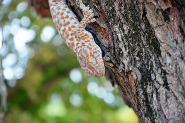Gecko ağaç üzerinde