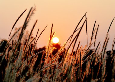 günbatımı çiçekli ot arkasında