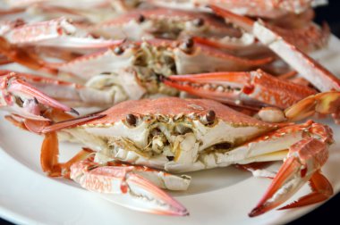 Buhar çiçek Yengeç