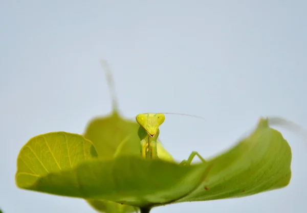 Saltamontes en la hoja —  Fotos de Stock