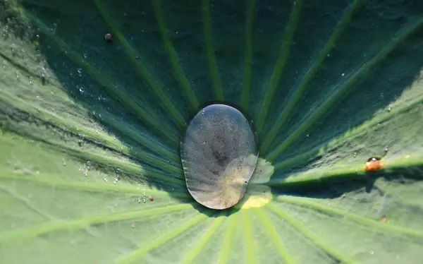 Rullande vattendroppe på lotusblad — Stockfoto