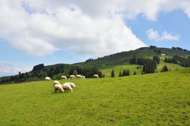 Appenzell koyun