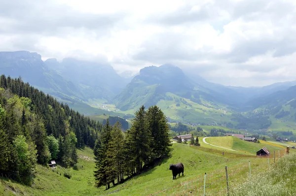 Krowa na Appenzell — Zdjęcie stockowe