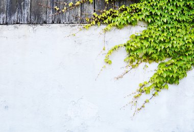 duvara tırmanma bitkiler