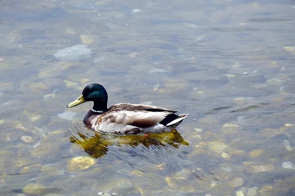 Pato em Montreux — Fotografia de Stock