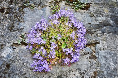 Duvardaki mor çiçek