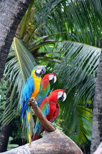 Macaws log — Stok fotoğraf