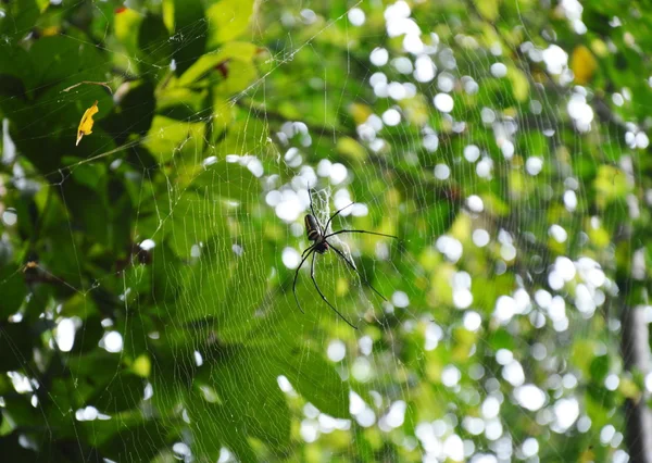 Αράχνη καθαρό — Φωτογραφία Αρχείου