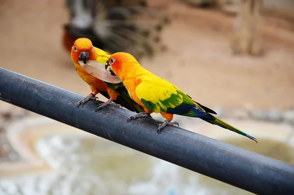 Les perroquets tiennent la feuille dans la bouche — Photo