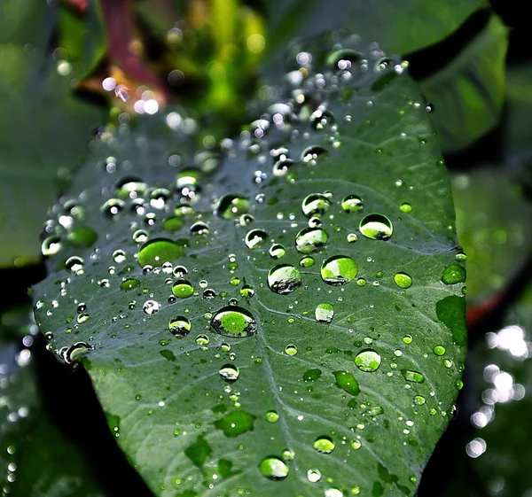 Капля воды на зеленом листе — стоковое фото