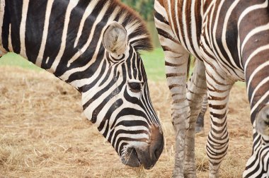 çim yeme zebra