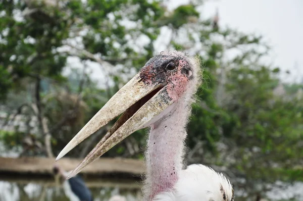 Pelikan naliczany — Zdjęcie stockowe