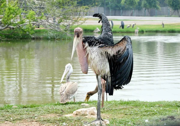 Pelikan stoi w jednej nodze — Zdjęcie stockowe