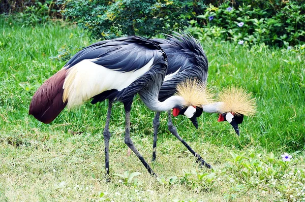 Afryki koronowany Żuraw — Zdjęcie stockowe