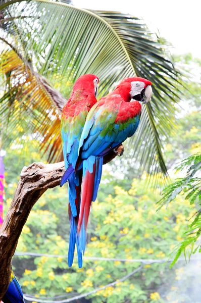 Macaws log — Stok fotoğraf