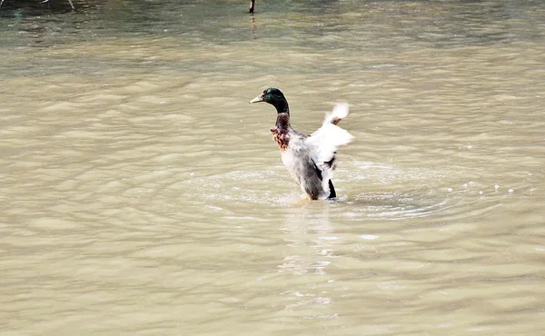 Крила качки на воді — стокове фото