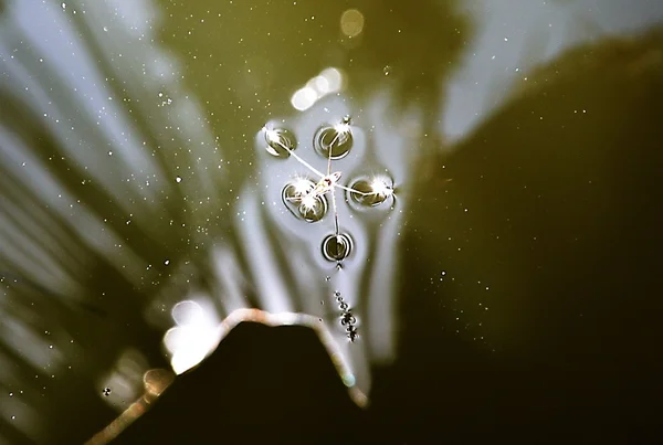 Water Striders in the canal — Stock Photo, Image