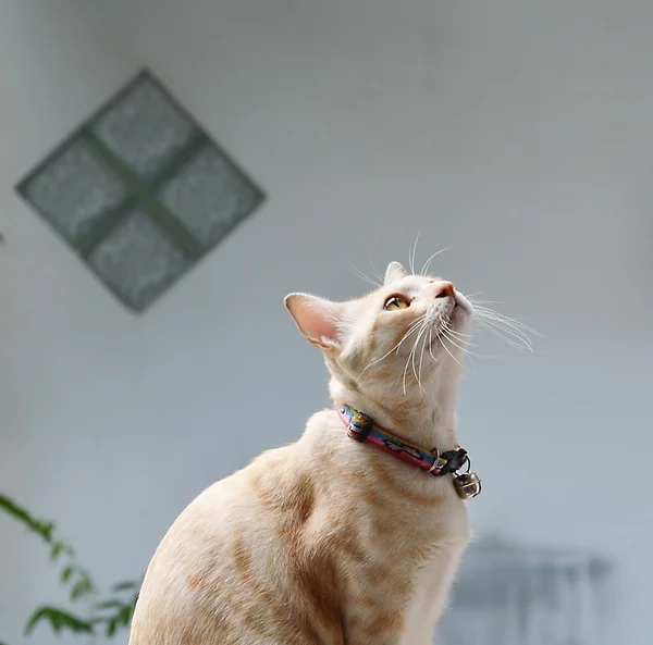 Katze schaut zu irgendwas auf — Stockfoto