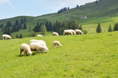 Koyun toplu Appenczell üzerinde