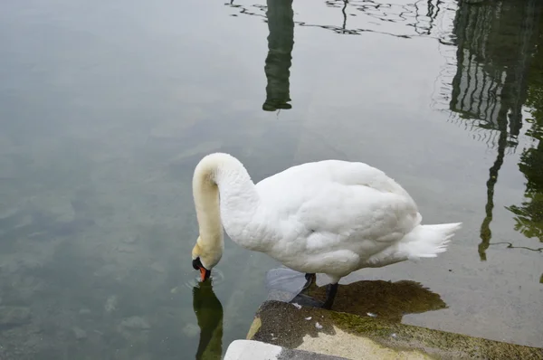 Cisne bebiendo en el lago Luzern —  Fotos de Stock