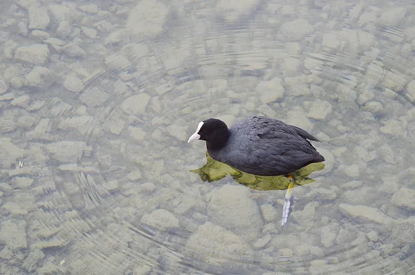 Pato em Luzern — Fotografia de Stock
