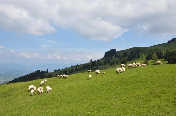 Lotto di pecore su Appenczell — Foto Stock