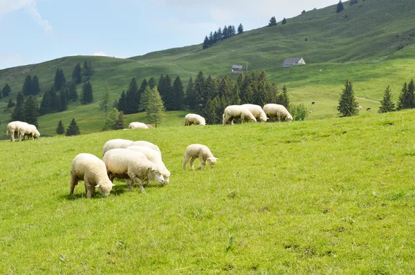 Koyun toplu Appenczell üzerinde