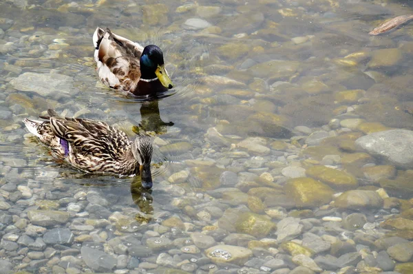 Ducks in Montreux — Stock Photo, Image