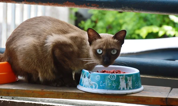 Brązowy kot jedzenie — Zdjęcie stockowe